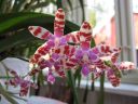 Phalaenopsis_mariae_YT_080507_IMG_2623.jpg