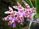 Phalaenopsis_mariae_YT_080507_IMG_2628.jpg