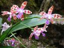 Phalaenopsis_mariae_YT_080507_IMG_3686.jpg