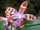 Phalaenopsis_mariae_YT_080507_IMG_3687.jpg