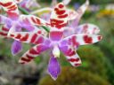 Phalaenopsis_mariae_YT_080507_IMG_3689.jpg