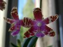 Phalaenopsis_mariae_YT_20070508_IMG_6975.jpg