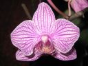 Phalaenopsis_mini_hybrid_KO_20071107_IMG_1349.jpg