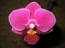 Phalaenopsis_mini_hybrid_KO_20071211_IMG_1557.jpg