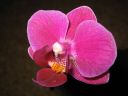 Phalaenopsis_mini_hybrid_KO_20071211_IMG_1560.jpg