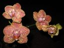 Phalaenopsis_mini_hybrid_RK_20080118_IMG_1950.jpg