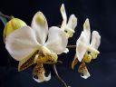 Phalaenopsis_stuartiana_Karge_080807_IMG_0947.jpg