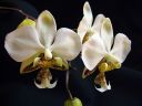 Phalaenopsis_stuartiana_Karge_080807_IMG_0948.jpg