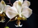 Phalaenopsis_stuartiana_Karge_080807_IMG_0950.jpg