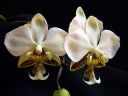 Phalaenopsis_stuartiana_Karge_080807_IMG_0954.jpg