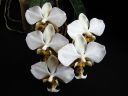 Phalaenopsis_stuartiana_Karge_080807_IMG_1015.jpg