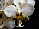 Phalaenopsis_stuartiana_Karge_080807_IMG_1020.jpg