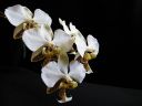 Phalaenopsis_stuartiana_Karge_080807_IMG_1022.jpg
