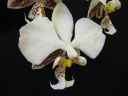 Phalaenopsis_stuartiana_YT_080507_IMG_1517.jpg