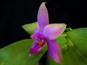 Phalaenopsis_violacea_YT_030509_IMG_2484.jpg