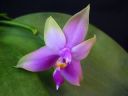 Phalaenopsis_violacea_YT_20090503_IMG_9098.jpg