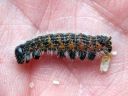 Phalera_bucephala_larva_harkapaa_toukka_IMG_1302.JPG