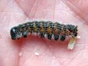 Phalera_bucephala_larva_harkapaa_toukka_IMG_1303.JPG