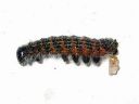 Phalera_bucephala_larva_harkapaa_toukka_IMG_1304.JPG