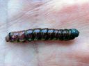 Pheosia_gnoma_larva_koivuposliinikas_toukka_IMG_6680.JPG