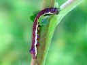 Pheosia_gnoma_larva_koivuposliinikas_toukka_IMG_8796.JPG