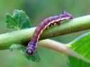 Pheosia_gnoma_larva_koivuposliinikas_toukka_IMG_8815.JPG