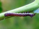 Pheosia_gnoma_larva_koivuposliinikas_toukka_toukka_IMG_8813.JPG