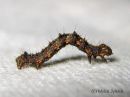 Phigalia_pilosaria_larva_sulkamittari_toukka_13_6_2015_28229.jpg