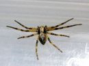 Philodromus_cf_cespitum_jokapaikannopsakki_IMG_0511.JPG