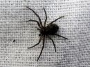 Philodromus_emarginatus_harmonopsakki_IMG_8273.jpg