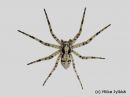 Philodromus_margaritatus_tuohinopsakki_28_2_2014.jpg