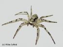 Philodromus_margaritatus_tuohinopsakki_28_2_2014_28229.jpg