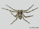 Philodromus_margaritatus_tuohinopsakki_28_2_2014_28329.jpg