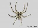 Philodromus_margaritatus_tuohinopsakki_28_2_2014_28429.jpg