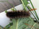 Phragmatobia_fuliginosa_larva_ruostesiipi_toukka_IMG_2669.jpg