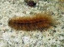 Phragmatobia_fuliginosa_larva_ruostesiipi_toukka_IMG_8313.jpg