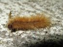 Phragmatobia_fuliginosa_larva_ruostesiipi_toukka_IMG_8315.jpg