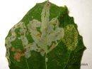 Tiedostonimi=Phyllocnistis_labyrinthella_mine_haapakettokoi_miina_haavalla_12_9_2015.jpg
Tiedostokoko=46kt
Koko=600x451
Lisätty=12.11.2015 Phyllocnistis_labyrinthella_mine_haapakettokoi_miina_haavalla_12_9_2015.jpg