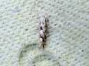 Phyllonorycter_apparellus_harmomiinakoi_IMG_2063.jpg