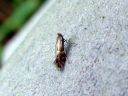 Phyllonorycter_hilarellus_tuhkapajumiinakoi_IMG_5516.JPG