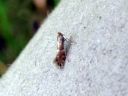 Phyllonorycter_hilarellus_tuhkapajumiinakoi_IMG_5519.JPG