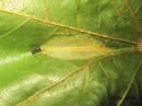 Phyllonorycter_joannisi_mine_vaahteramiinakoi__miina_18_7_2018.jpg