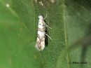 Phyllonorycter_joannisi_vaahteramiinakoi_18_7_2018.jpg