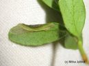 Phyllonorycter_junoniellus_mine_puolukkamiinakoi_miina_puolukalla_4_9_2017.jpg