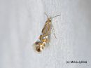 Phyllonorycter_nigrescentellus_natkelmamiinakoi_25_6_2017_28229.jpg