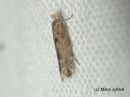 Phyllonorycter_pastorellus_salavamiinakoi_18_7_2016_28229.JPG