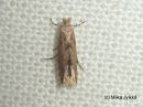 Phyllonorycter_pastorellus_salavamiinakoi_18_7_2016_28329.JPG