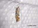 Phyllonorycter_rajellus_tervaleppamiinakoi_6_5_2017_kasvatuksesta.jpg