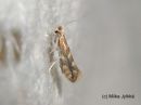 Phyllonorycter_salictellus_kapomiinakoi_26_7_2017_28229.jpg