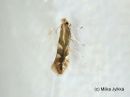 Phyllonorycter_salictellus_kiiltopajumiinakoi_26_7_2017.jpg